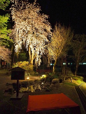 千手院の夜桜!_c0336902_19482386.jpg