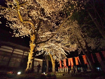千手院の夜桜！_c0336902_19483282.jpg