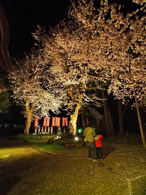 千手院の夜桜!_c0336902_19483679.jpg