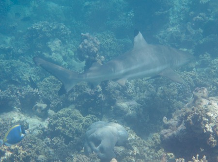 e0338303_12411322.jpg