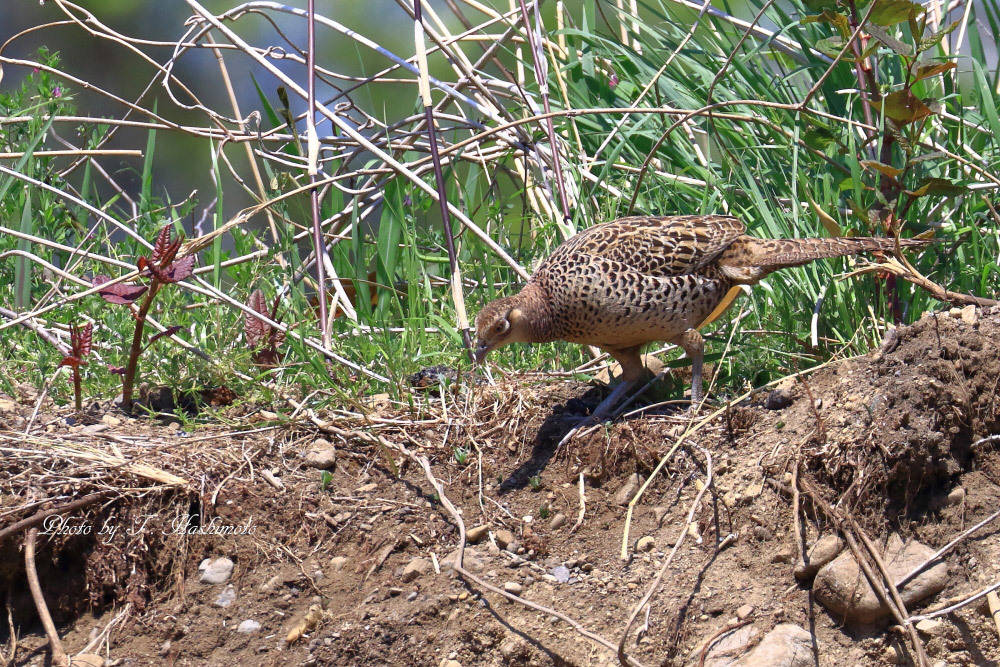 河原での野鳥の様子_d0334006_20174876.jpg