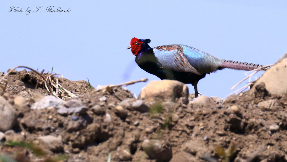 河原での野鳥の様子_d0334006_20182070.jpg