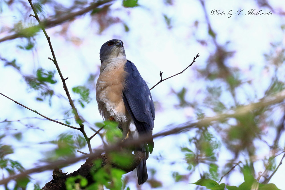 河原での野鳥の様子_d0334006_20221485.jpg