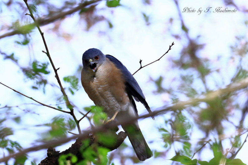 河原での野鳥の様子_d0334006_20225884.jpg