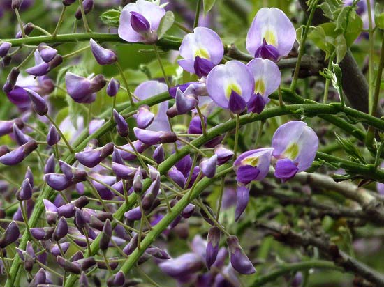 旧芝離宮恩賜庭園のツツジ、ボタン、フジなど花色々_e0255509_20392494.jpg