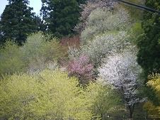 20170428_f0236012_10504443.jpg