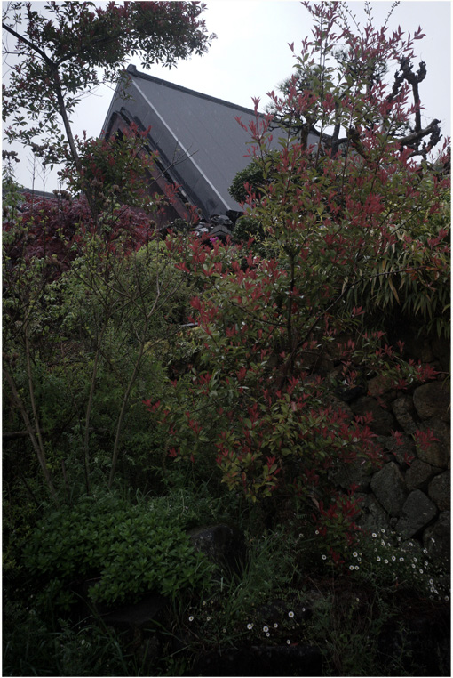 1781 雨（安静療養療養中、雨だって、プロター40㎜もったら、さあ出陣！）Part 2_b0226423_1042582.jpg