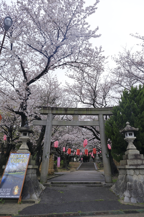 桜紀行2017東海版-愛知県-_c0201929_6252092.jpg