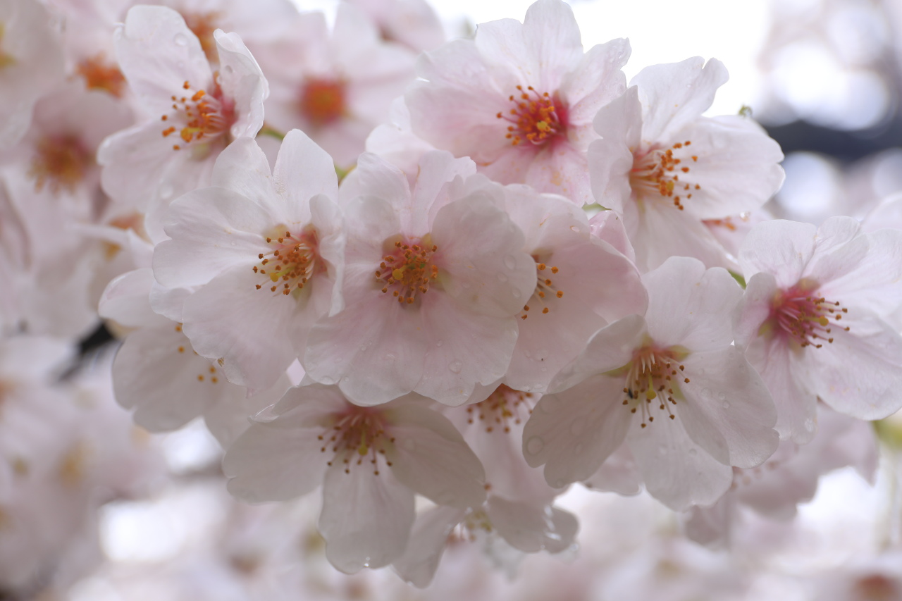 桜紀行2017東海版-愛知県-_c0201929_6401832.jpg