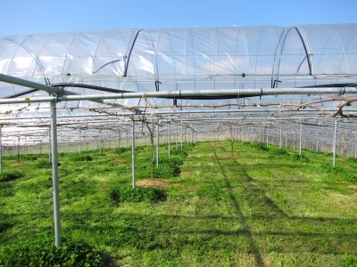 自走式での草刈り_d0336530_20373176.jpg