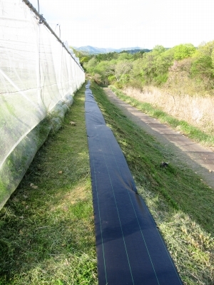 自走式での草刈り_d0336530_20373885.jpg