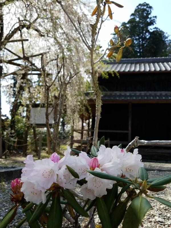 さくら　もくれん～東吉野_f0330437_20585249.jpg