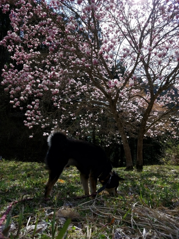 さくら　もくれん～東吉野_f0330437_23554486.jpg