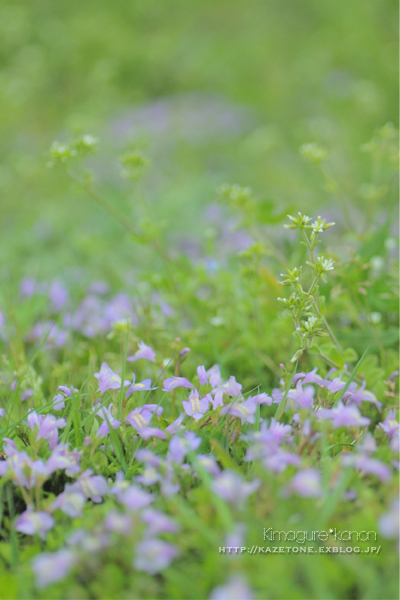 黄昏桜**日常のそばで_b0197639_09080778.jpg