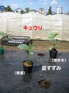 2017年4月28日（金）夏野菜を定植しました！_d0111439_20464188.jpg