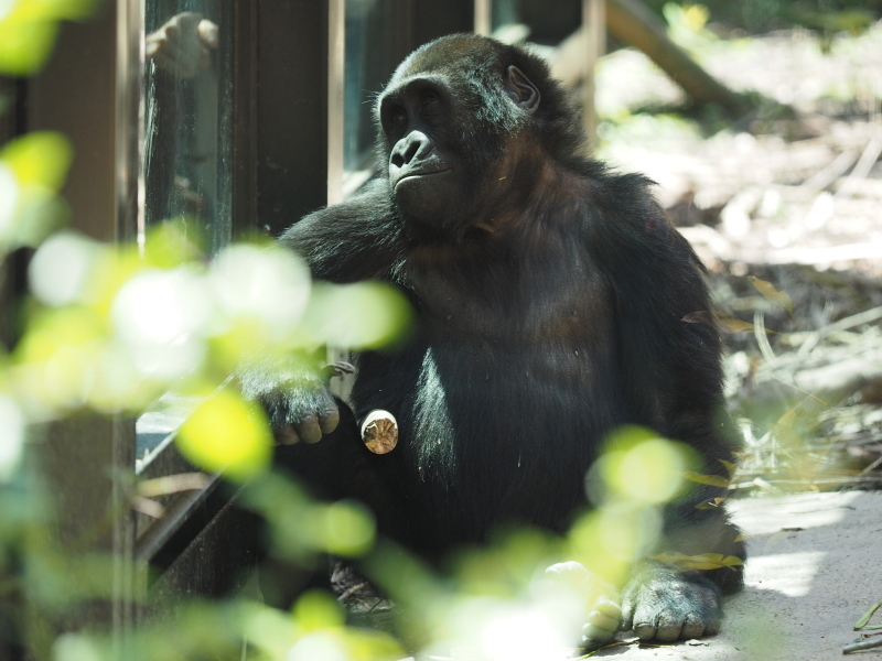 サル ゴリラ チンパンジ 京都市動物園17 4 23 ヒトのたぐい ゴリラと愉快な仲間たち