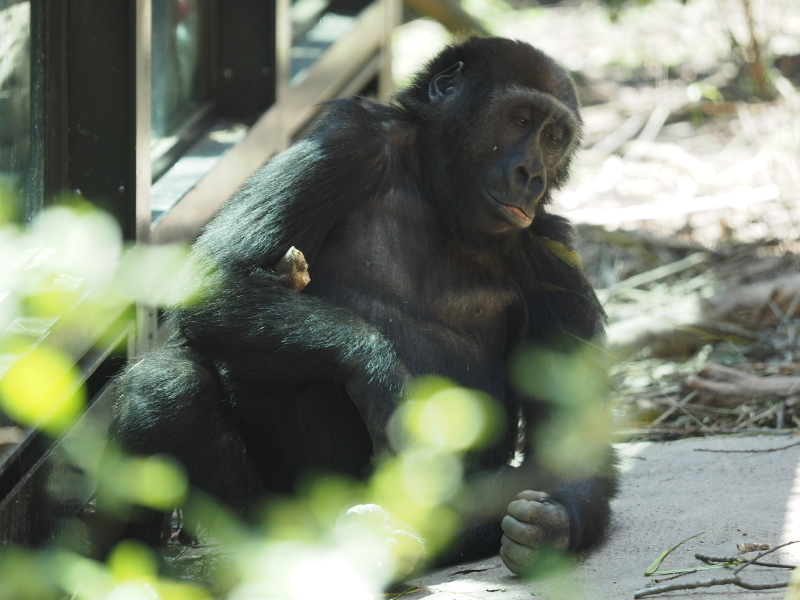 サル ゴリラ チンパンジ 京都市動物園17 4 23 ヒトのたぐい ゴリラと愉快な仲間たち