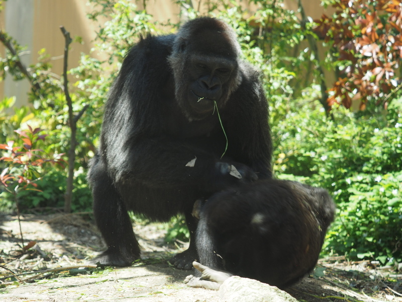 サル ゴリラ チンパンジ 京都市動物園17 4 23 ヒトのたぐい ゴリラと愉快な仲間たち