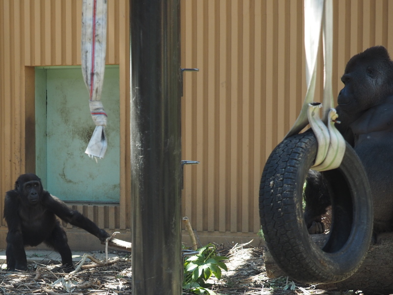 サル ゴリラ チンパンジ 京都市動物園17 4 23 ヒトのたぐい ゴリラと愉快な仲間たち