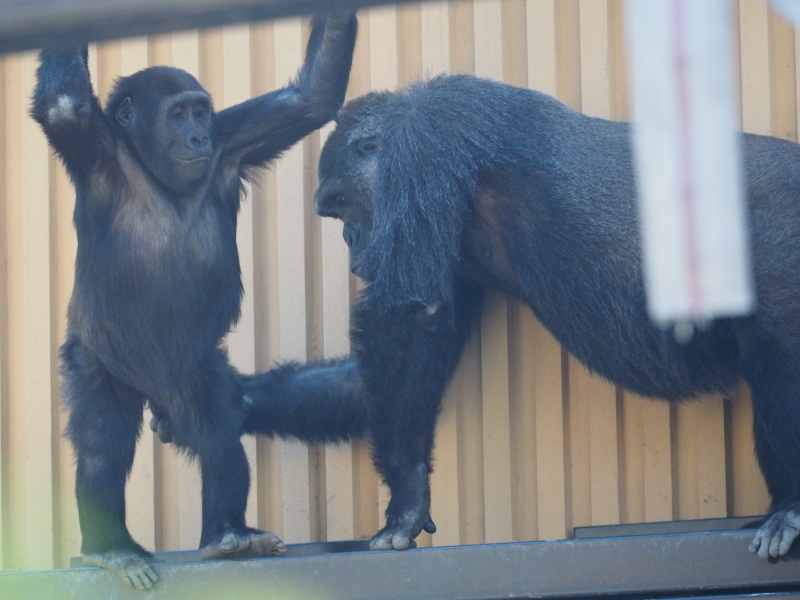 サル ゴリラ チンパンジ 京都市動物園17 4 23 ヒトのたぐい ゴリラと愉快な仲間たち