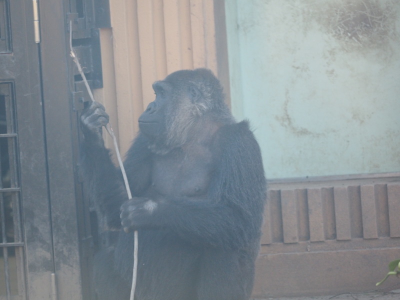 サル ゴリラ チンパンジ 京都市動物園17 4 23 ヒトのたぐい ゴリラと愉快な仲間たち