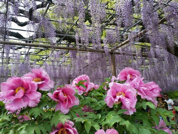 曼荼羅寺…江南市_c0295742_21252289.jpg