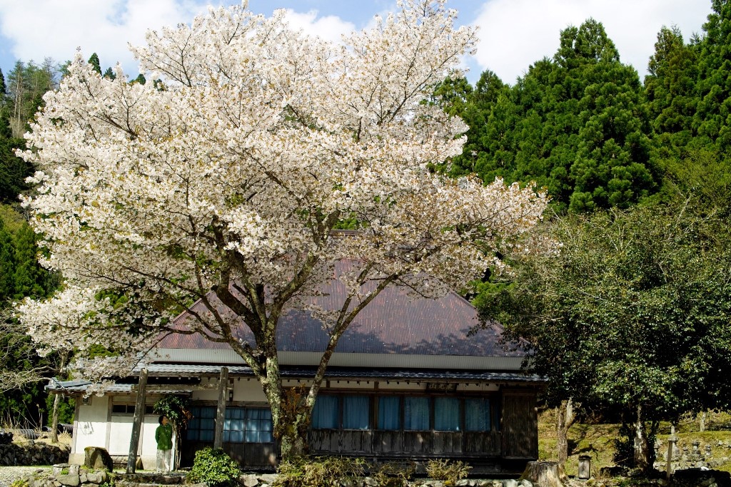 お寺の桜と消防ポンプ・・・カエルの学校「お手植祭」・5月28日に。_d0005250_19412956.jpg