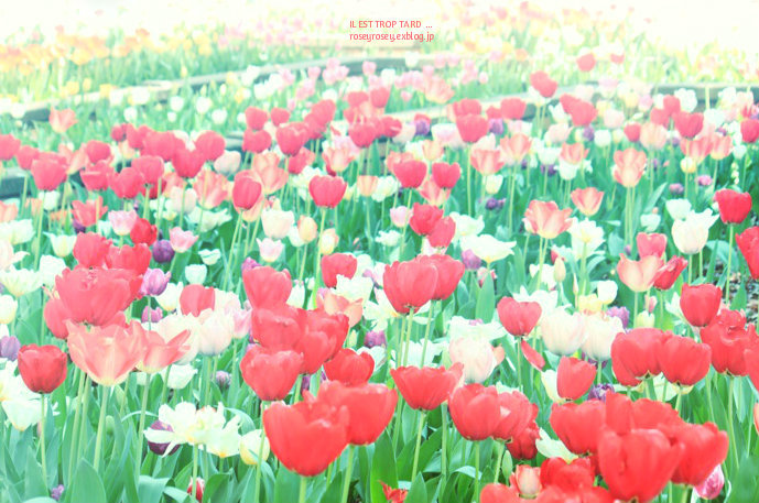 tulips & princess_a0271251_03245451.jpg