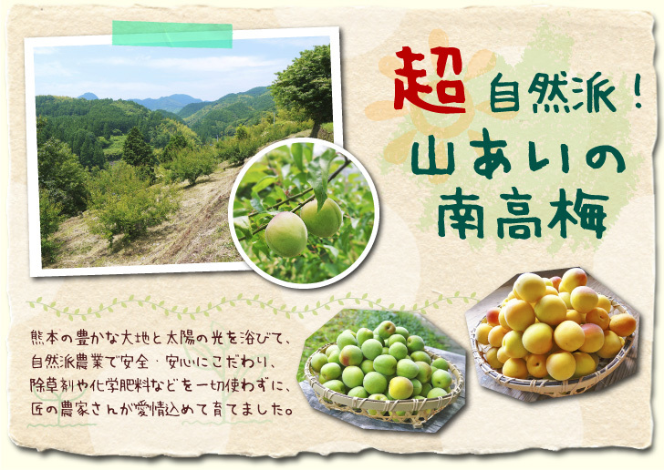 山あいの南高梅　豊な自然の中で今年(2017年)も健やかに成長中！今年も6月上旬より出荷します！_a0254656_16574261.jpg