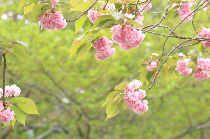 里桜と鯉のぼり♪_a0167759_2351514.jpg