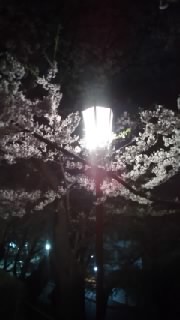 桜_f0304163_17542151.jpg