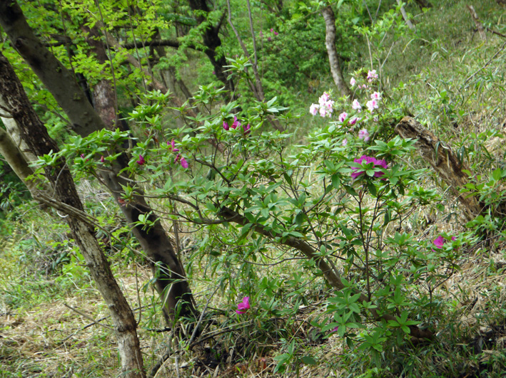 六国見山に植樹したヤマツツジ開花、クリ、クヌギなど芽吹く4・27）_c0014967_2031649.jpg