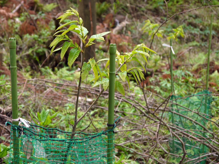 六国見山に植樹したヤマツツジ開花、クリ、クヌギなど芽吹く4・27）_c0014967_2035342.jpg