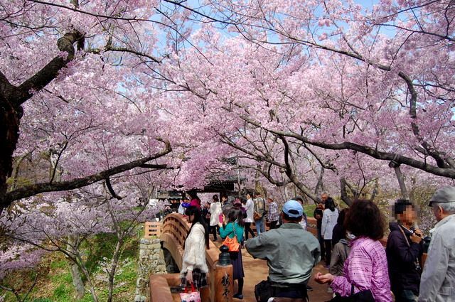 高遠城址公園の桜①_d0172270_14154407.jpg