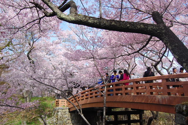 高遠城址公園の桜①_d0172270_14154947.jpg