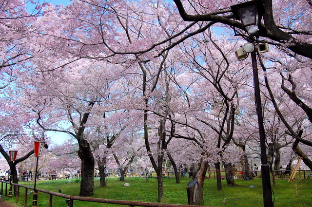 高遠城址公園②～上川の桜並木と水仙 - 晴れたらいいね♪