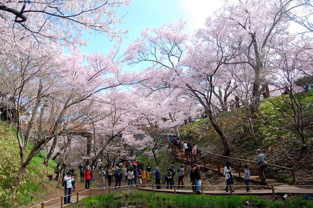 高遠城址公園の桜①_d0172270_14181311.jpg