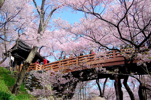 高遠城址公園の桜①_d0172270_14184289.jpg