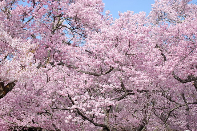 高遠城址公園の桜①_d0172270_14195022.jpg