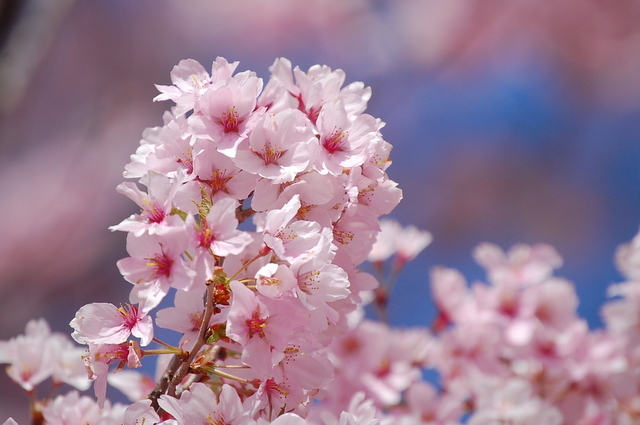 高遠城址公園の桜①_d0172270_14541171.jpg