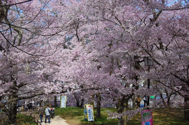 高遠城址公園の桜①_d0172270_15003750.jpg