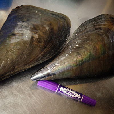 海の食材が楽しいです!_f0054977_19140740.jpg