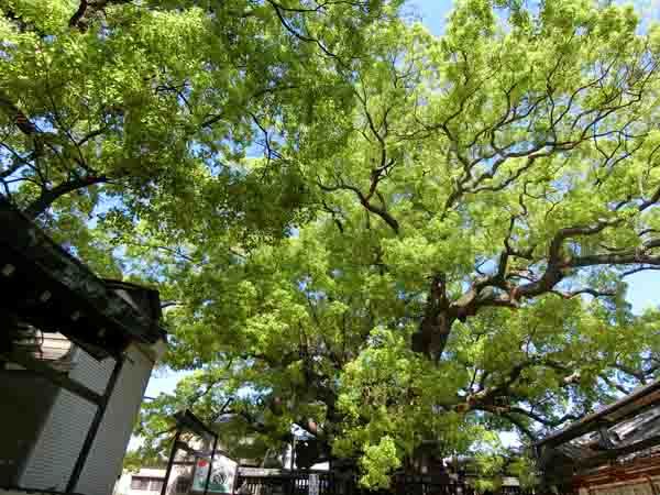 (山王)三島神社(みつしま)_a0045381_15315934.jpg