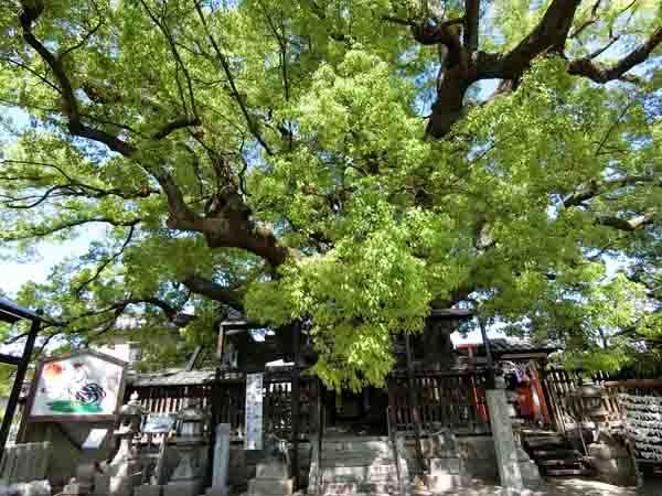 (山王)三島神社(みつしま)_a0045381_15322494.jpg