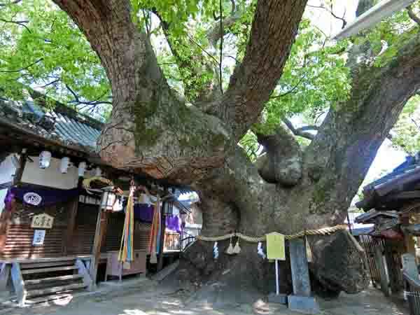 (山王)三島神社(みつしま)_a0045381_15323028.jpg