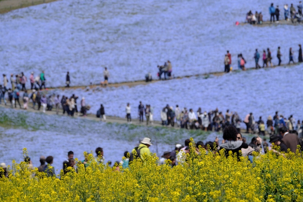 ネモフィラの丘　＜２＞　ひたち海浜公園　２０１７・０４・２３_e0143883_05425167.jpg