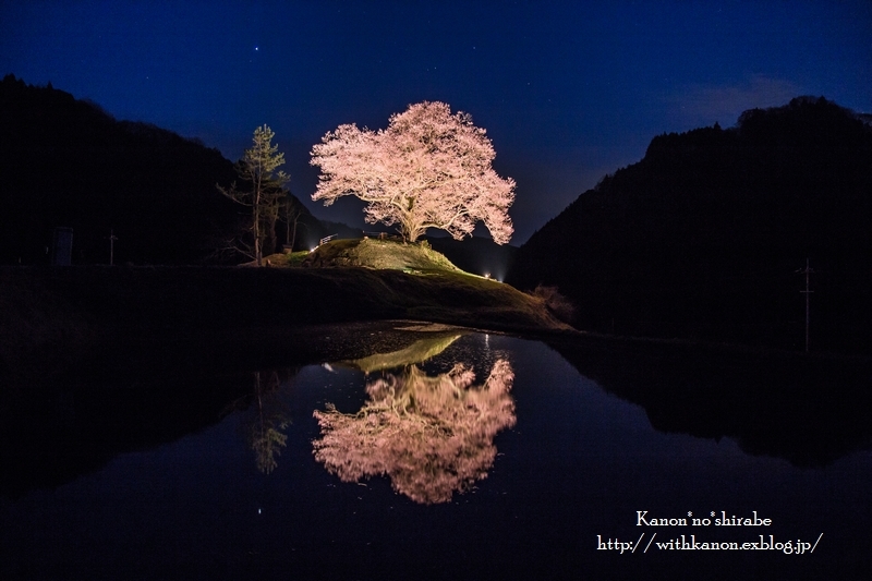 一本桜＊ライトアップ編＊_d0148187_20403241.jpg