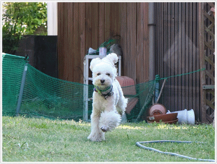 b0175688_21371717.gif