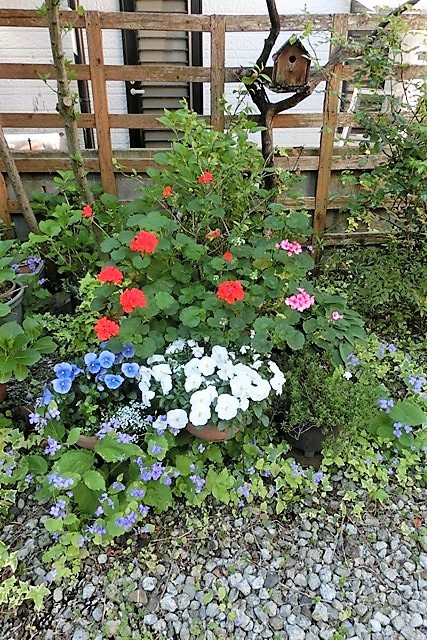 藤田八束の可愛い花 ガーデニング 春の庭は大賑わい可愛い花たちが元気いっぱい ゼラニューム 藤田八束の日記