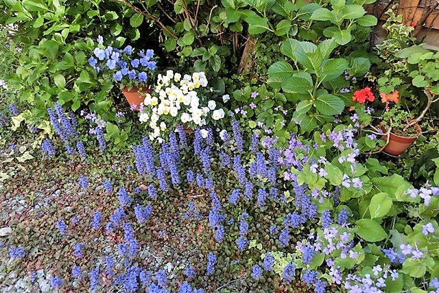 藤田八束のガーデニング 春の庭には花がいっぱい アジュガの紫色が輝く ゼラニュームが頑張る 藤田八束の日記